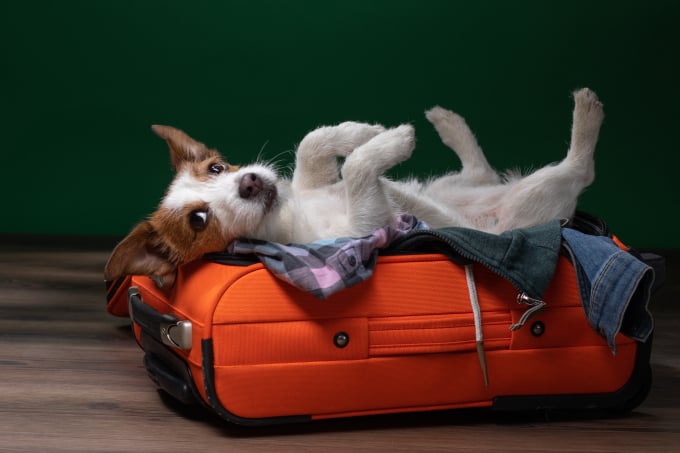 Pet Boarding