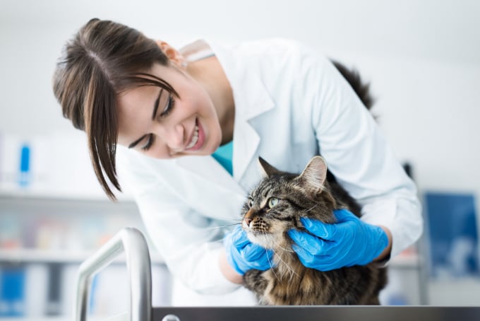 Veterinary Care Services