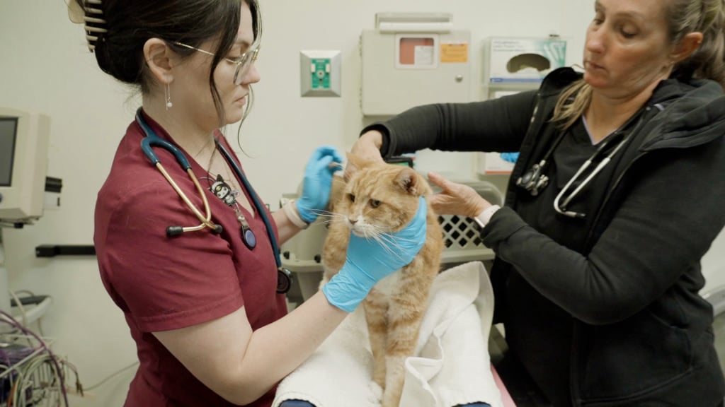 Animal Care Services