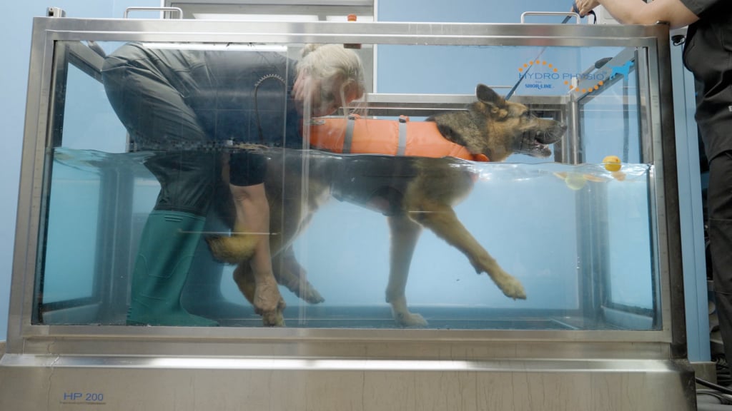 Animal Care Services