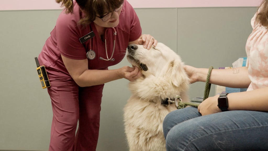 Animal Care Services