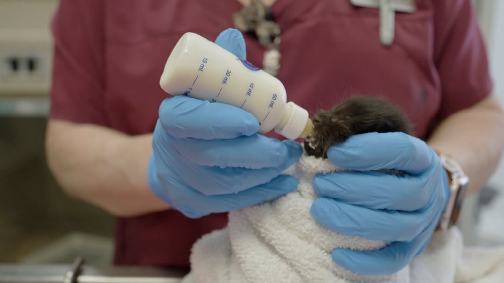 Animal Care Services