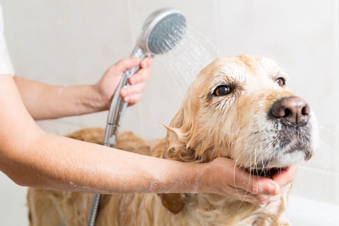 Pet Spa and Grooming Services